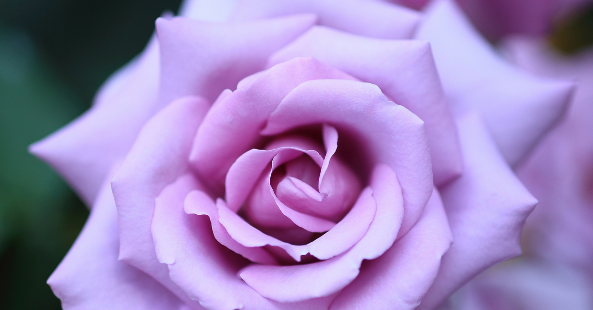 【紫のバラ（薔薇）の花言葉】意味や紫色のバラの花束