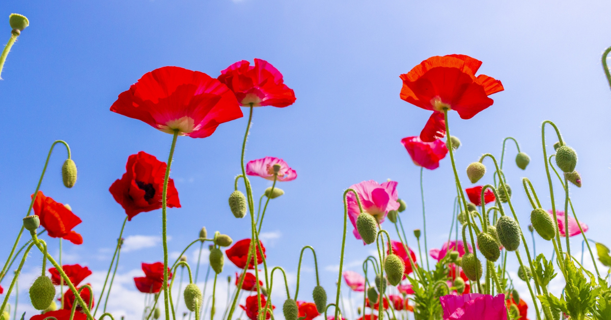 花言葉で「恋」や「恋愛」を意味する花｜片思いや怖い意味も