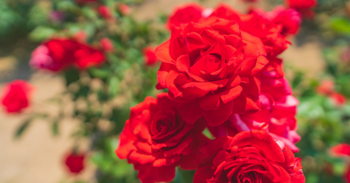 花言葉で「好き」を意味する花とは？赤いバラやアネモネなど