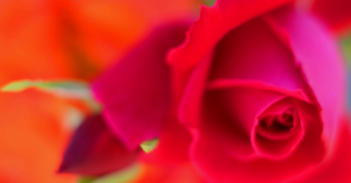 【赤いバラの花言葉】5本の場合や本数別の花言葉とは