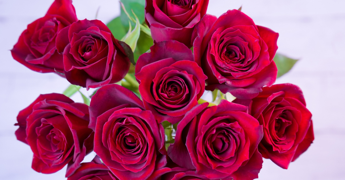 バラ（薔薇）の花言葉｜色別（赤・白・黒）や花束の本数