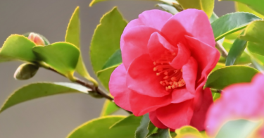 サザンカ（山茶花）の花言葉。白や赤、ピンクなど色別の意味