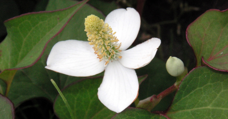 【ドクダミの花言葉】八重咲きや「白い追憶」の意味とは