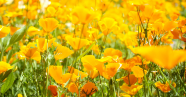 ハナビシソウの花言葉と誕生花｜英語や花の種類・特徴も