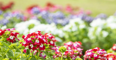バーベナの花言葉と誕生花｜紫、白など色別や宿根バーベナも