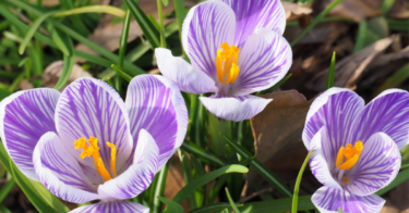 クロッカスの花言葉｜紫や白の花言葉や誕生花、英語の意味