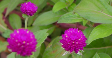 センニチコウ（千日紅）花言葉。紫、白など色別について