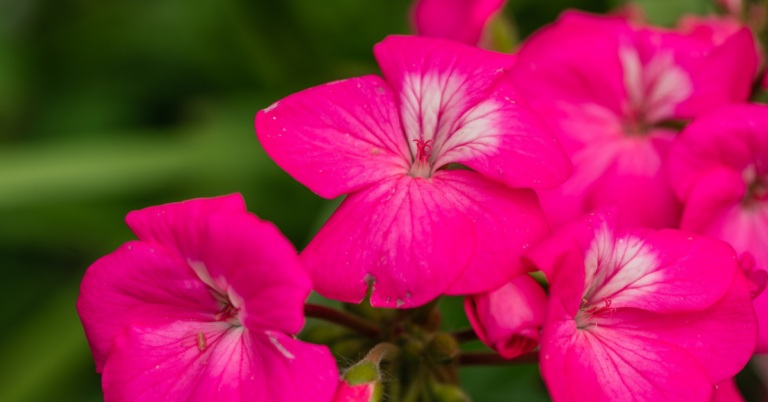 ニチニチソウの花言葉。紫やピンクなど色別や属性、誕生花