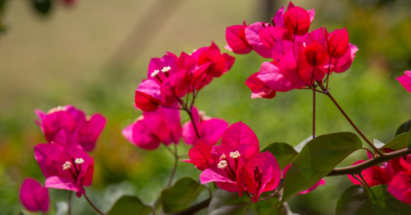 ブーゲンビリアの花言葉は怖い？ピンク、緑など色別や特徴