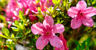 ツツジ（躑躅）の花言葉。ピンクや白など色別やレンゲツツジ
