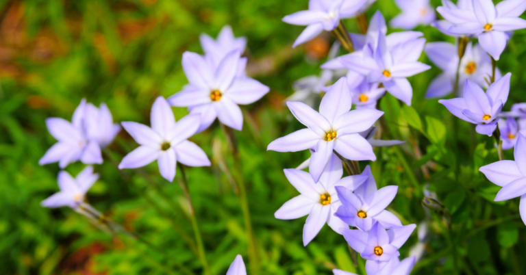 ハナニラの花言葉と意味｜白や紫などの色別や花ニラとの違い