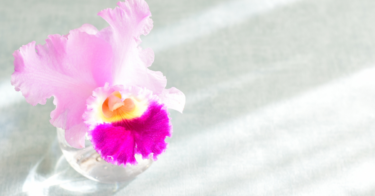 カトレアの花言葉｜怖い意味や赤、紫、白など色別の花言葉