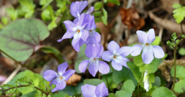スミレの花言葉の意味や由来。白、紫、青など色別や夏スミレ