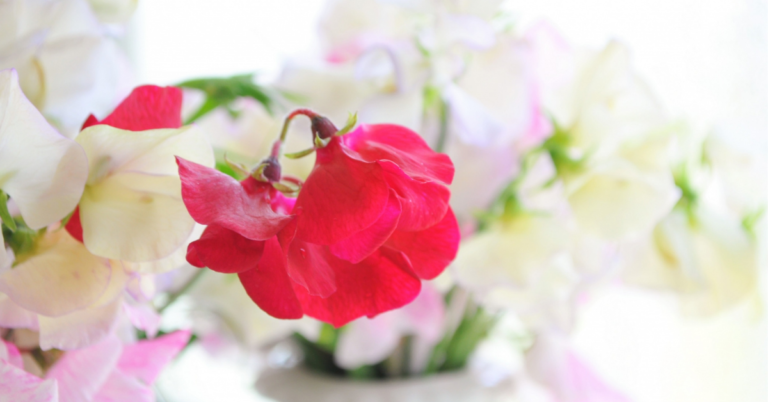 スイートピーの花言葉｜赤や紫、白、水色などの意味や誕生花