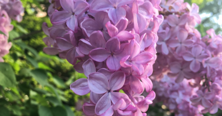 ライラックの花言葉は怖い？誕生花やピンク、紫、白の色別も
