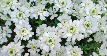 【イベリスの花言葉】ブライダルブーケなどの種類や誕生花