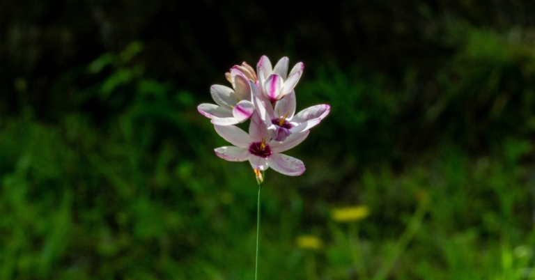 イキシアの花言葉と誕生花｜開花時期や種類、珍しい翡翠色も