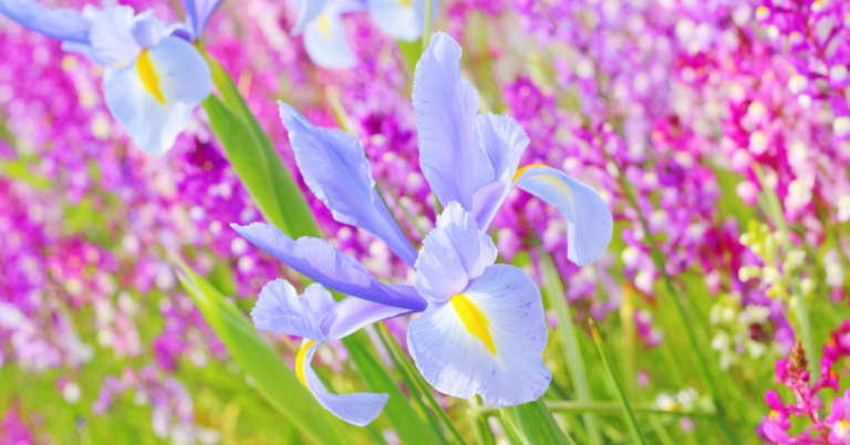 【アイリスの花言葉と誕生花】「復讐」や紫、青の色別も