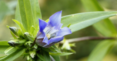リンドウ（竜胆）の花言葉は怖い？青や紫など色別や誕生花